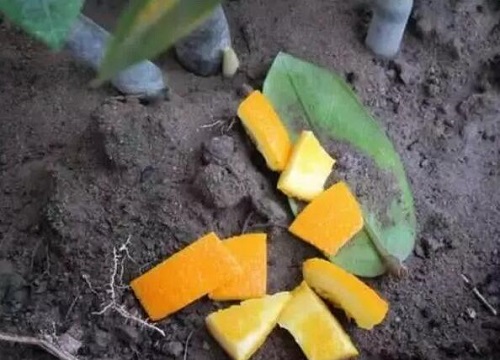 橘子皮可以做养花的肥料吗