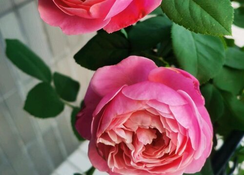 月季枝繁叶茂开花多是怎么进行养护的