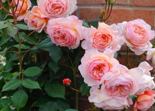 春季如何给月季施肥芽多叶多花苞更多