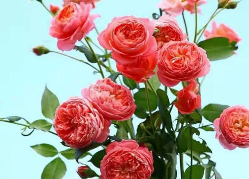 春季如何给月季施肥芽多叶多花苞更多