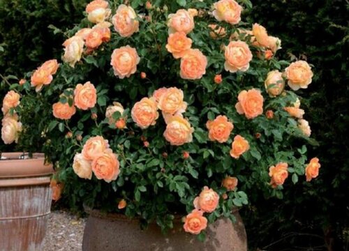 休眠的月季花养护方法