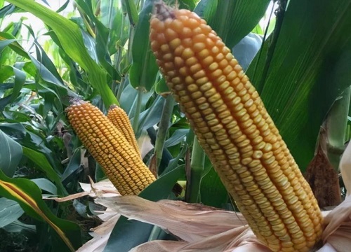 德单5号玉米品种介绍