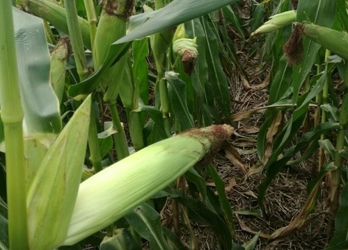 德单5号玉米品种介绍