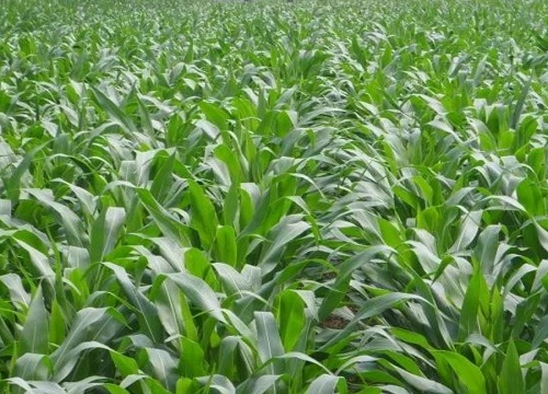 德单5号玉米品种介绍