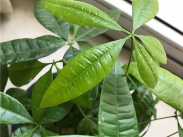 植物叶子发黄是什么原因