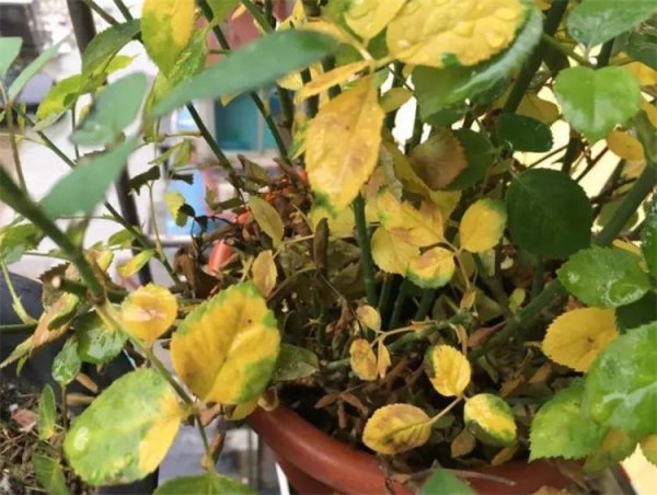 植物叶子发黄是什么原因