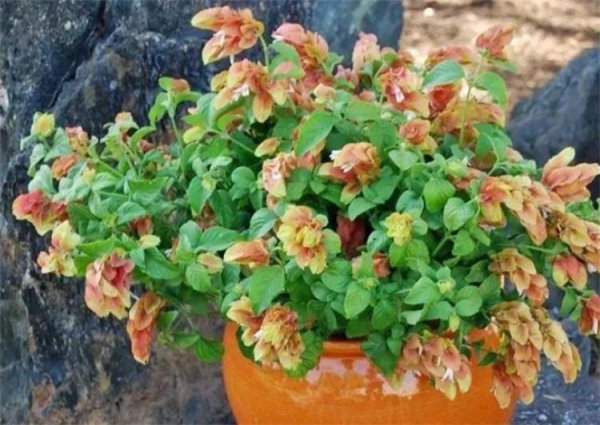 植物叶子发黄是什么原因