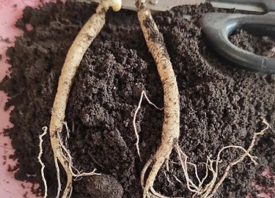 西洋参和什么不能一起吃 西洋参不能和什么在一起吃