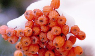 关于霜降的介绍 霜降是什么