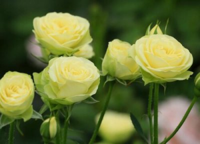 奶油龙沙月季是藤本还是灌木 奶油龙沙月季属于藤本还是灌木