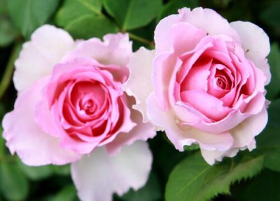 罗衣月季是藤本还是灌木 罗衣月季属于藤本还是灌木