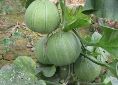 甜瓜是热带水果吗 甜瓜属于热带水果吗