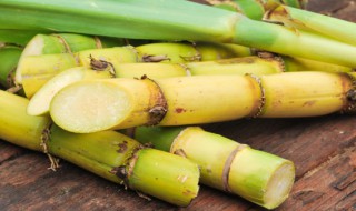 冬天种植甘蔗怎么保暖 甘蔗越冬防冻措施