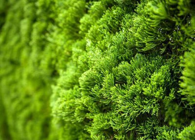 侧柏树的风水作用与禁忌 种在家门口好吗