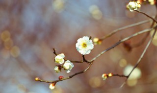 怎样躲春应注意什么 躲春需要注意哪些事项