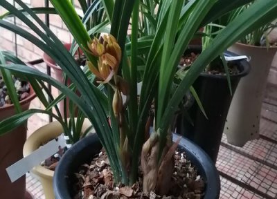 兰花需要的养分 夏季兰花养分都是从哪里来的呢