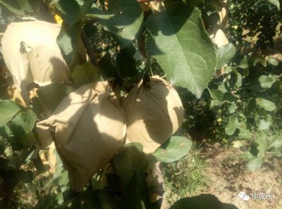 苹果取袋子的最佳时间 苹果套袋后多长时间可以摘袋