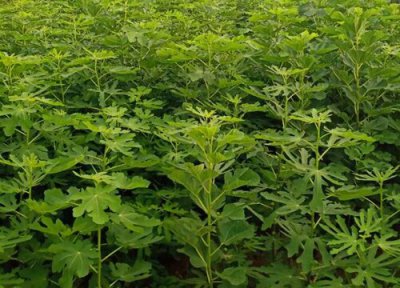 无花果冬天落叶吗 无花果落叶是什么原因