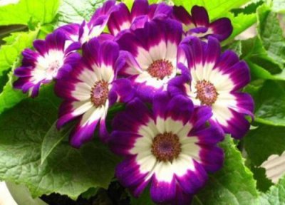 瓜叶菊一年开花次数 瓜叶菊一年开几次花