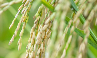 水稻适合什么季节播种 水稻适合哪些季节播种