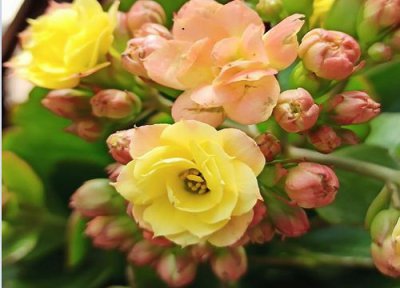 长寿花过夏怎样养护 夏季养殖长寿花如何避免烂心