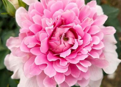 梦幻褶边月季是藤本还是灌木 梦幻褶边月季属于藤本还是灌木