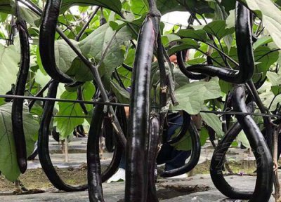 茄子根腐病的防治方法 治疗茄子根腐病用什么药最好