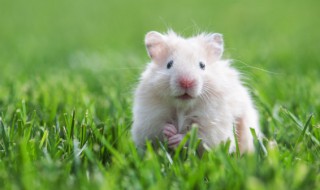 仓鼠和金丝熊的区别 仓鼠和金丝熊有什么不同吗