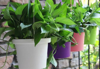 绿萝浇什么水长得最旺盛 在家勤给绿萝浇2种水叶子油绿绿