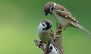 麻雀怎么养才长得好看 麻雀怎么养活