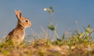 兔子吃竹子叶的好处和坏处 兔子吃竹子叶吗