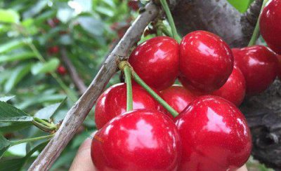 920赤霉素能保花保果吗 在大樱桃保花保果的使用方法