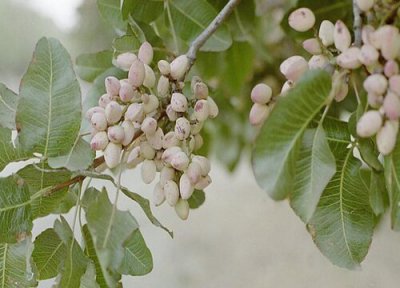 开心果产地 开心果什么时候成熟