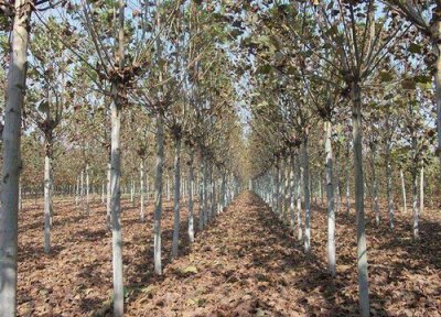 梧桐树有种子吗 靠什么传播种子