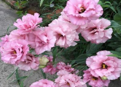 洋桔梗的花语和寓意是什么意思 白绿粉色洋桔梗的寓意