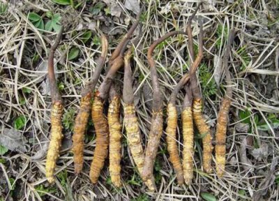 断草和冬虫夏草的区别 冬虫夏草断草与整草一样吗