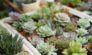 冬天怎么养护天使 冬天如何养护天使