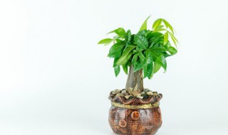 水晶招财树摆放禁忌 水晶发财树摆放位置风水