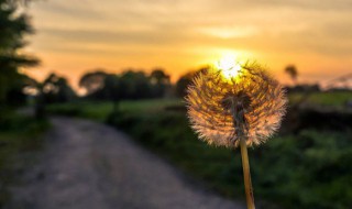 蒲公英的功效是什么 蒲公英的功效有哪些