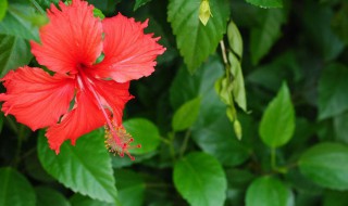 扶桑花什么季节修剪好 扶桑花怎么修剪