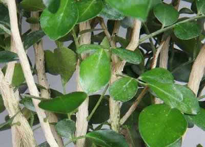 七里香开花后要不要剪 秋季七里香正确的修剪方法