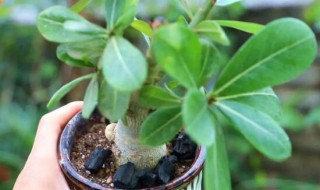 沙漠玫瑰什么季节修剪 沙漠玫瑰哪个季节修剪