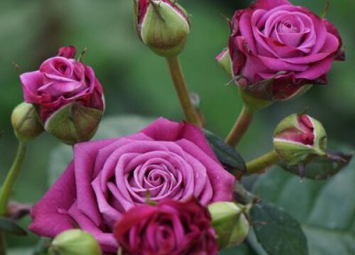 月季花苞不上色 月季花苞为什么会在夏季变色