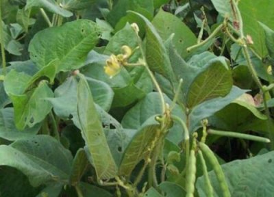 赤小豆种植地区 赤小豆亩产量多少斤