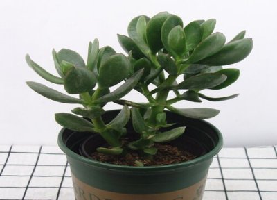 教你几个将玉树修剪成老桩盆景的方法 玉树盆景修剪技巧图解 方法 示意图