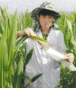 玉米抽雄后几天开始授粉 抽雄到授完粉大概多久时间