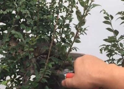 榔榆怎么修根 榔榆需要修根吗