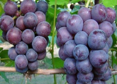 玫瑰香葡萄含有麝香吗 有什么特征
