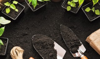 冬天怎么盆栽平安树 平安树冬天如何养护