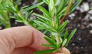 花卉换盆方法及注意事项 盆栽花卉换盆操作与注意点